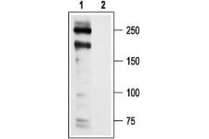 Western blot analysis of rat heart membranes: - 1.
