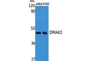 Western Blot (WB) analysis of specific cells using DRAK2 Polyclonal Antibody. (DRAK2 antibody  (Internal Region))