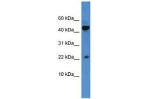 Image no. 1 for anti-Regenerating Islet-Derived 3 alpha (REG3A) (AA 43-92) antibody (ABIN6746325)