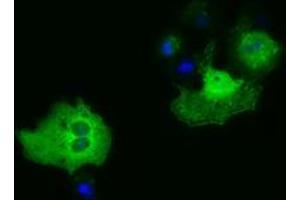 Immunofluorescence (IF) image for anti-phosphoribosylaminoimidazole Carboxylase, phosphoribosylaminoimidazole Succinocarboxamide Synthetase (PAICS) antibody (ABIN1500021) (PAICS antibody)