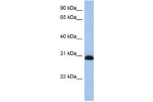 PSMD8 antibody used at 1 ug/ml to detect target protein. (PSMD8 antibody)
