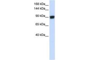 Image no. 1 for anti-DNA repair and recombination protein RAD54B (RAD54B) (AA 144-193) antibody (ABIN6742678)