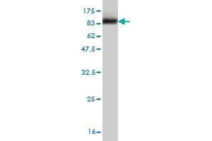 Western Blot detection against Immunogen (78. (HDAC1 antibody  (AA 1-482))