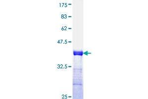 TNFRSF6B Protein (AA 32-141) (GST tag)