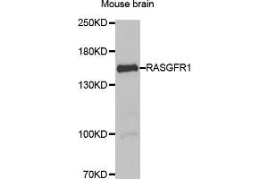 Western blot analysis of extracts of mouse brain, using RASGRF1 antibody (ABIN5974188) at 1/1000 dilution. (RASGRF1 antibody)