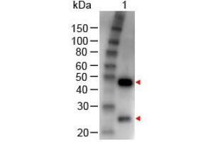 Image no. 1 for Rabbit anti-Goat IgG (Whole Molecule) antibody (HRP) (ABIN300296) (Rabbit anti-Goat IgG (Whole Molecule) Antibody (HRP))