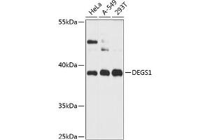Western blot analysis of extracts of various cell lines, using DEGS1 antibody (ABIN6133275, ABIN6139528, ABIN6139529 and ABIN6216357) at 1:3000 dilution.