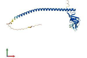 AlphaFold protein structure predicition of Human Recombinant CLEC12A Protein, UniprotID Q5QGZ9