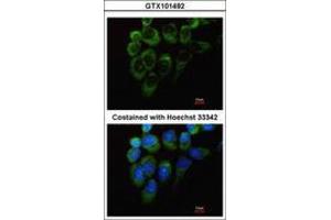 Image no. 2 for anti-Tyrosyl-tRNA Synthetase (Yars) (AA 357-520) antibody (ABIN467437) (YARS antibody  (AA 357-520))