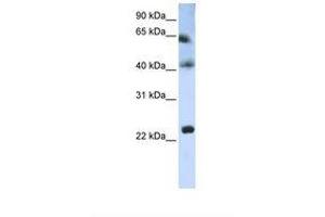 Image no. 1 for anti-Tetraspanin 3 (TSPAN3) (AA 110-159) antibody (ABIN6738259) (Tetraspanin 3 antibody  (AA 110-159))