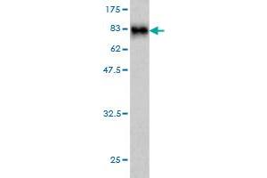 Western Blotting (WB) image for anti-SMAD Family Member 4 (SMAD4) (AA 1-552) antibody (ABIN561723)