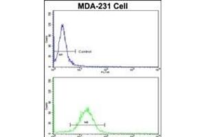 Flow cytometric analysis of MDA-231 cells using FABP3 Antibody (N-term)(bottom histogram) compared to a negative control cell (top histogram).