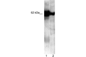 Rat Calnuc antibody used at 5 ug/ml to detect target protein. (Nucleobindin 1 antibody  (C-Term))