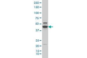 RUNX1 monoclonal antibody (M05), clone 4E7 Western Blot analysis of RUNX1 expression in Hela S3 NE (ABIN1339524).