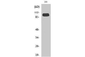Western Blotting (WB) image for anti-Glutamate Receptor, Metabotropic 4 (GRM4) (C-Term) antibody (ABIN3185548)