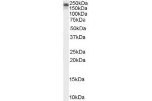 ABIN185110 (2µg/ml) staining of Mouse Brain lysate (35µg protein in RIPA buffer). (KALRN antibody  (C-Term))