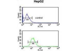 Flow cytometric analysis of HepG2 cells (bottom histogram) compared to a negative control cell (top histogram) using Fibulin-4  Antibody  (C-term), followed by FITC-conjugated goat-anti-rabbit secondary antibodies. (FBLN4 antibody  (C-Term))