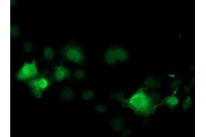 Anti-CDK2 mouse monoclonal antibody (ABIN2454606) immunofluorescent staining of COS7 cells transiently transfected by pCMV6-ENTRY CDK2 (RC200494). (CDK2 antibody)