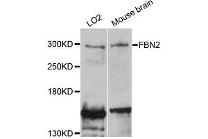 Western blot analysis of extracts of various cell lines, using FBN2 antibody (ABIN5996472) at 1:3000 dilution. (Fibrillin 2 antibody)