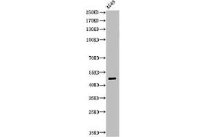 Western Blot analysis of A549 cells using Acetyl-EF-1 α1/2 (K41) Polyclonal Antibody (eEF1A1 antibody  (acLys41))