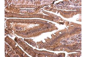 IHC-P Image ENSA antibody detects ENSA protein at membrane on mouse intestine by immunohistochemical analysis. (Ensa antibody)