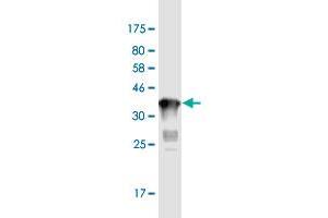 Western Blot detection against Immunogen (37. (MMP21 antibody  (AA 374-481))