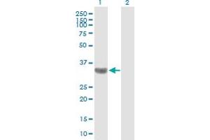 Western Blot analysis of TBC1D3 expression in transfected 293T cell line by TBC1D3 MaxPab polyclonal antibody.