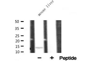 Western blot analysis of RPL34 expression in mouse liver lysate