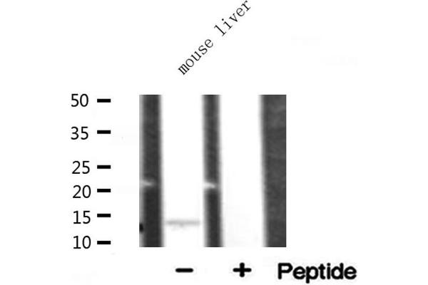 RPL34 anticorps