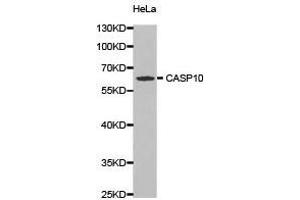Western Blotting (WB) image for anti-Caspase 10, Apoptosis-Related Cysteine Peptidase (CASP10) antibody (ABIN1871452) (Caspase 10 antibody)