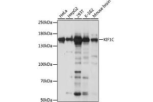 Western blot analysis of extracts of various cell lines, using KIF1C antibody (ABIN7268124) at 1:1000 dilution. (KIF1C antibody  (AA 810-960))