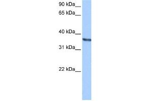 WB Suggested Anti-CHAD Antibody Titration: 0. (CHAD antibody  (Middle Region))