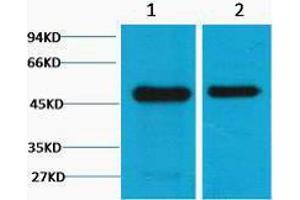 Western Blotting (WB) image for anti-Flotillin 1 (FLOT1) antibody (ABIN3178710)