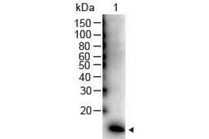 Western Blot of Rabbit anti-IL-2 Antibody Peroxidase Conjugated Lane 1: Human IL-2 Recombinant Protein Load: 50 ng per lane Secondary antibody: Peroxidase Conjugated IL-2 Antibody at 1:1000 for 60 min at RT Block: ABIN925618 for 30 min at RT Predicted/Observed size: 16 kDa, 16 kDa