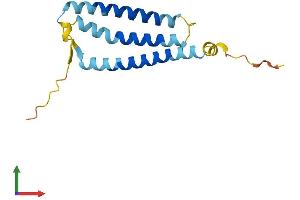 AlphaFold protein structure predicition of Human Recombinant OR13C6P Protein, UniprotID Q8NH95 (OR13C6P Protein (AA 1-151) (His tag))