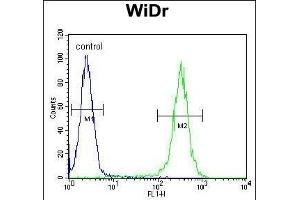 B4GALT5 Antibody (C-term) (ABIN651558 and ABIN2840299) flow cytometric analysis of WiDr cells (right histogram) compared to a negative control cell (left histogram). (B4GALT5 antibody  (C-Term))