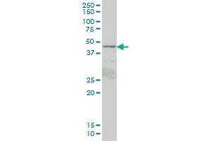 PRKAR1B antibody  (AA 1-90)