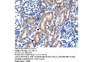 Human kidney (RBAK antibody  (Middle Region))