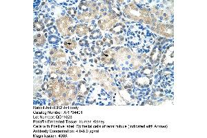 Human kidney (IER2 antibody  (N-Term))