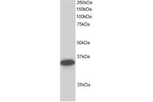 Image no. 2 for anti-Carbonyl Reductase 1 (CBR1) (C-Term) antibody (ABIN374238)