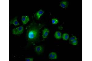 LAMTOR1 antibody  (AA 2-161)