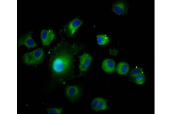 LAMTOR1 antibody  (AA 2-161)