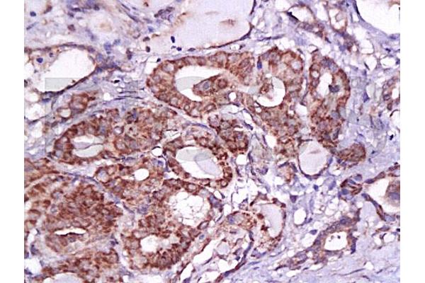 VTCN1 antibody  (AA 50-100)