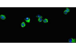 Immunofluorescent analysis of Hela cells using ABIN7151377 at dilution of 1:100 and Alexa Fluor 488-congugated AffiniPure Goat Anti-Rabbit IgG(H+L) (ENTPD7 antibody  (AA 51-350))