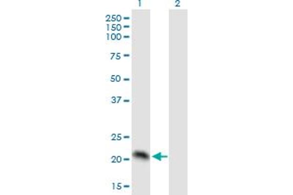 PMVK antibody  (AA 1-192)