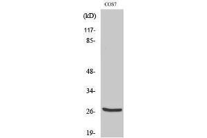 Western Blotting (WB) image for anti-Cathepsin Z (CTSZ) (cleaved), (Leu62) antibody (ABIN6287335) (Cathepsin Z antibody  (cleaved, Leu62))