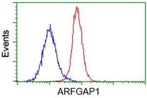 Flow cytometric Analysis of Hela cells, using anti-ARFGAP1 antibody (ABIN2454308), (Red), compared to a nonspecific negative control antibody, (Blue). (ARFGAP1 antibody)