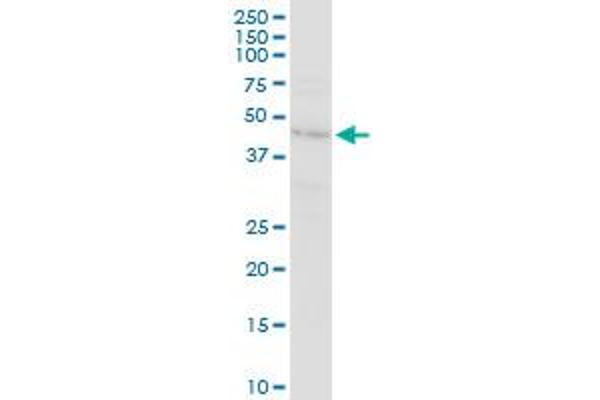 RELT antibody  (AA 1-430)