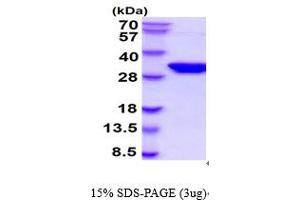 SDS-PAGE (SDS) image for Syntaxin 1A (Brain) (STX1A) (AA 1-265) protein (ABIN6387843)