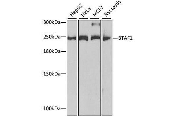 BTAF1 抗体  (AA 1600-1849)